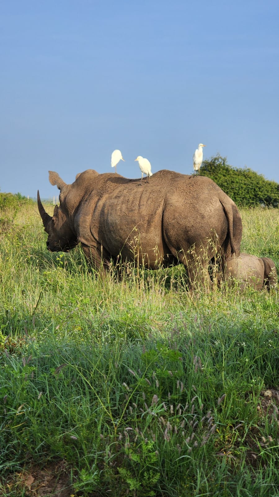 African Moose Tours & Safaris