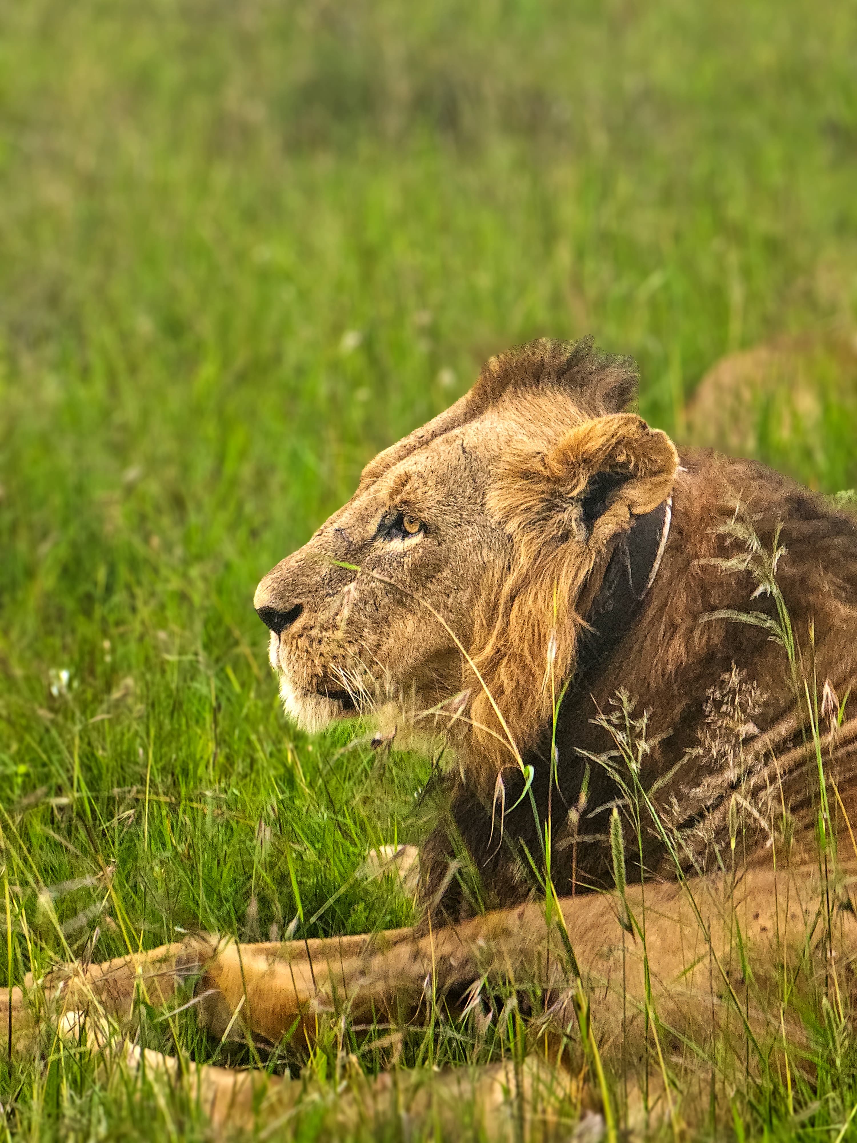 African Moose Tours & Safaris