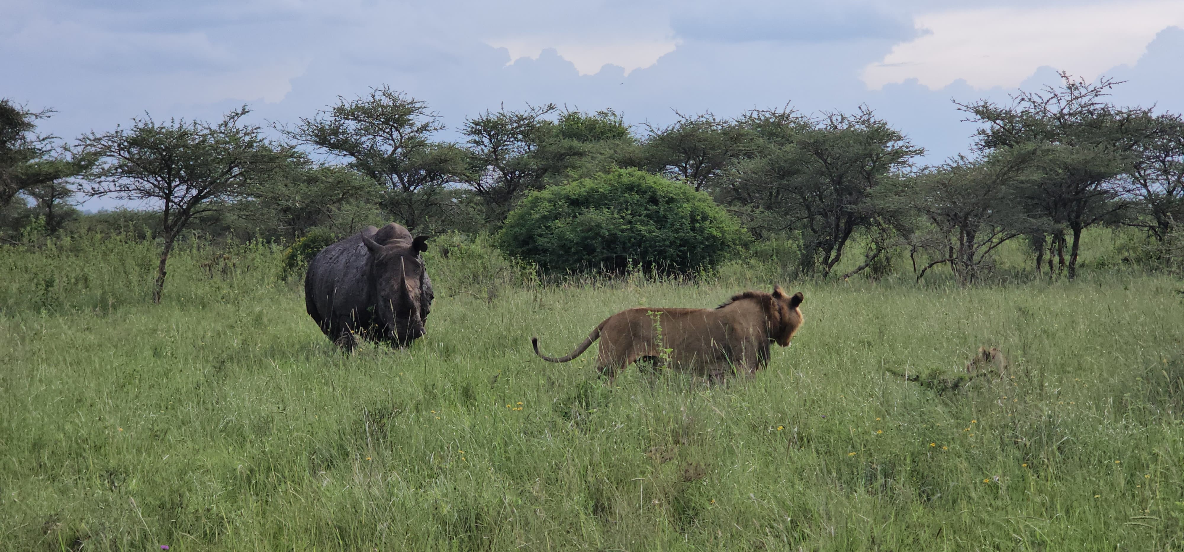 African Moose Tours & Safaris
