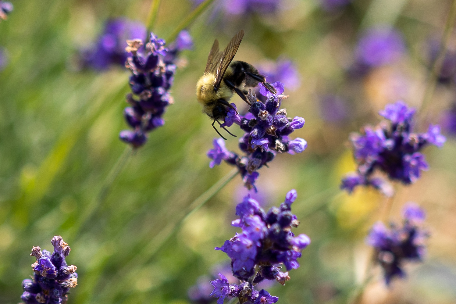 Bluewater Lavender Farm