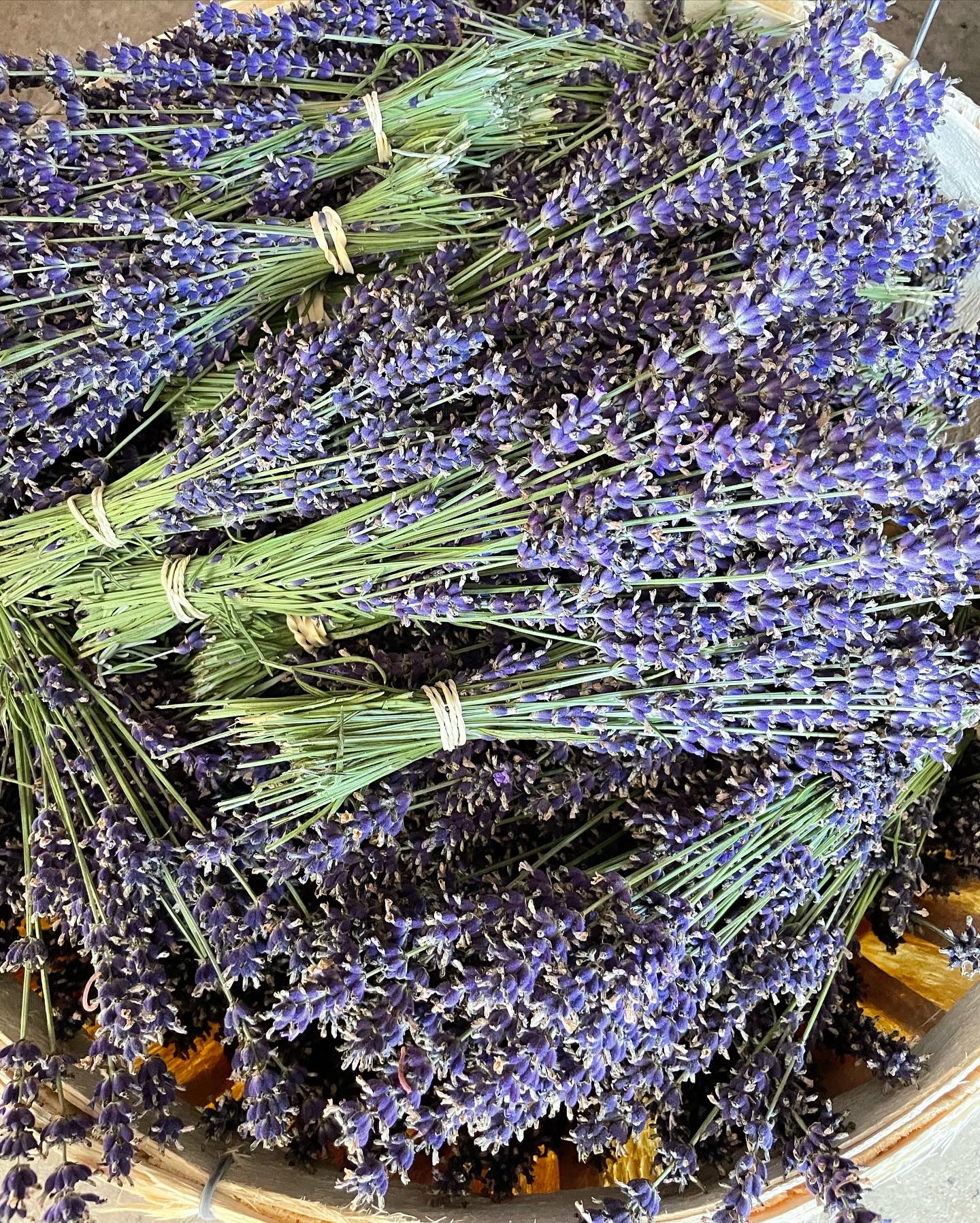 Bluewater Lavender Farm