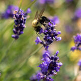 Bluewater Lavender Farm