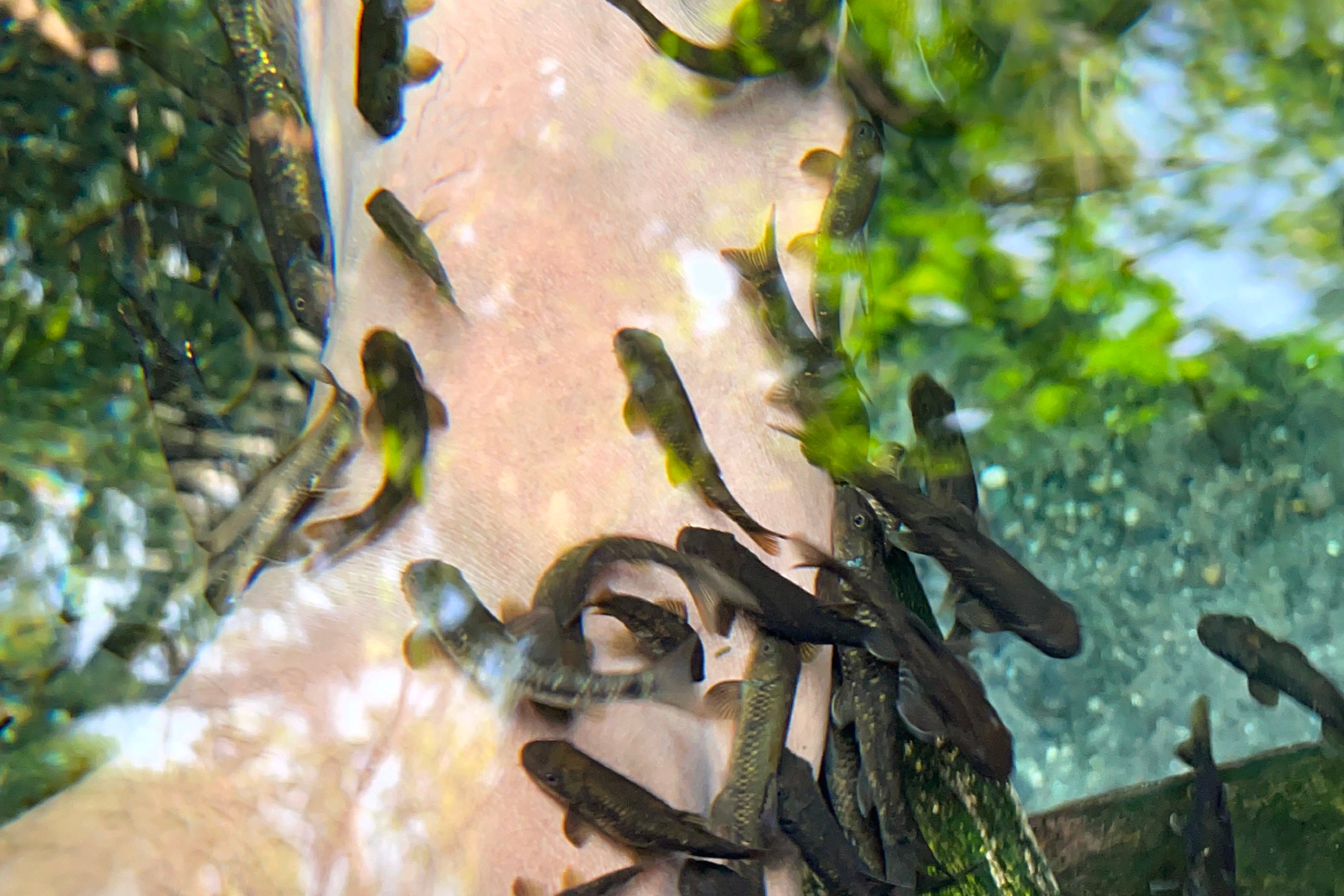 Hillborn Organic Coffee