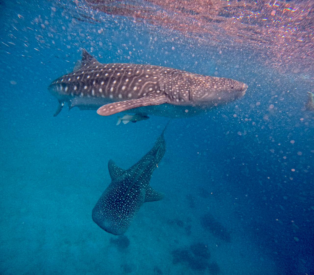 1derful Oslob Cebu Tours