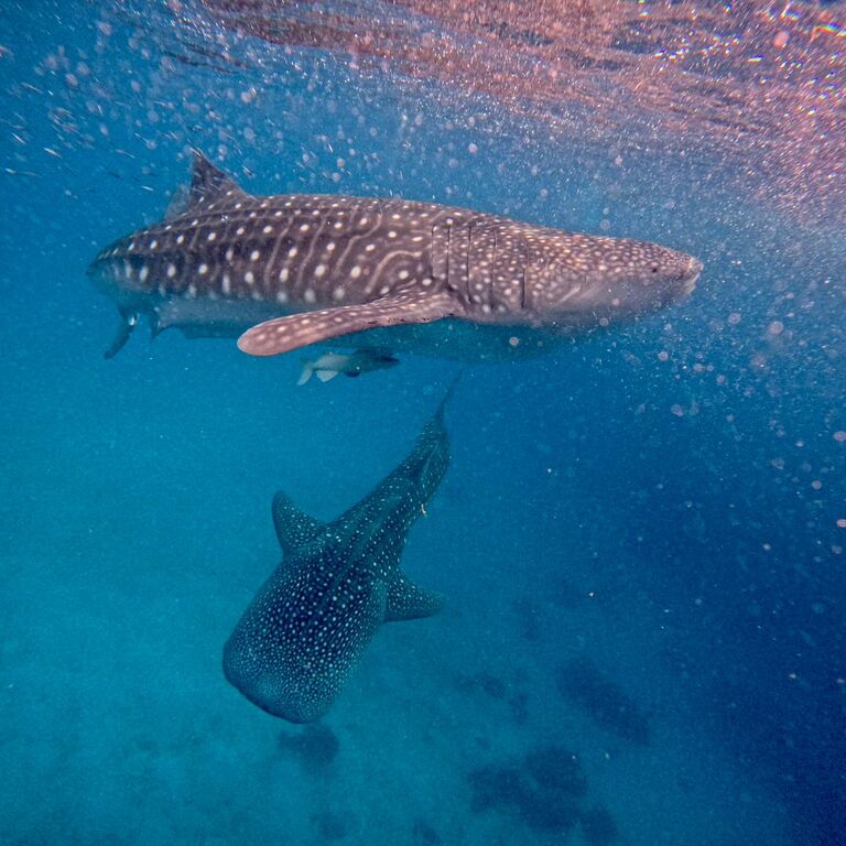 1derful Oslob Cebu Tours