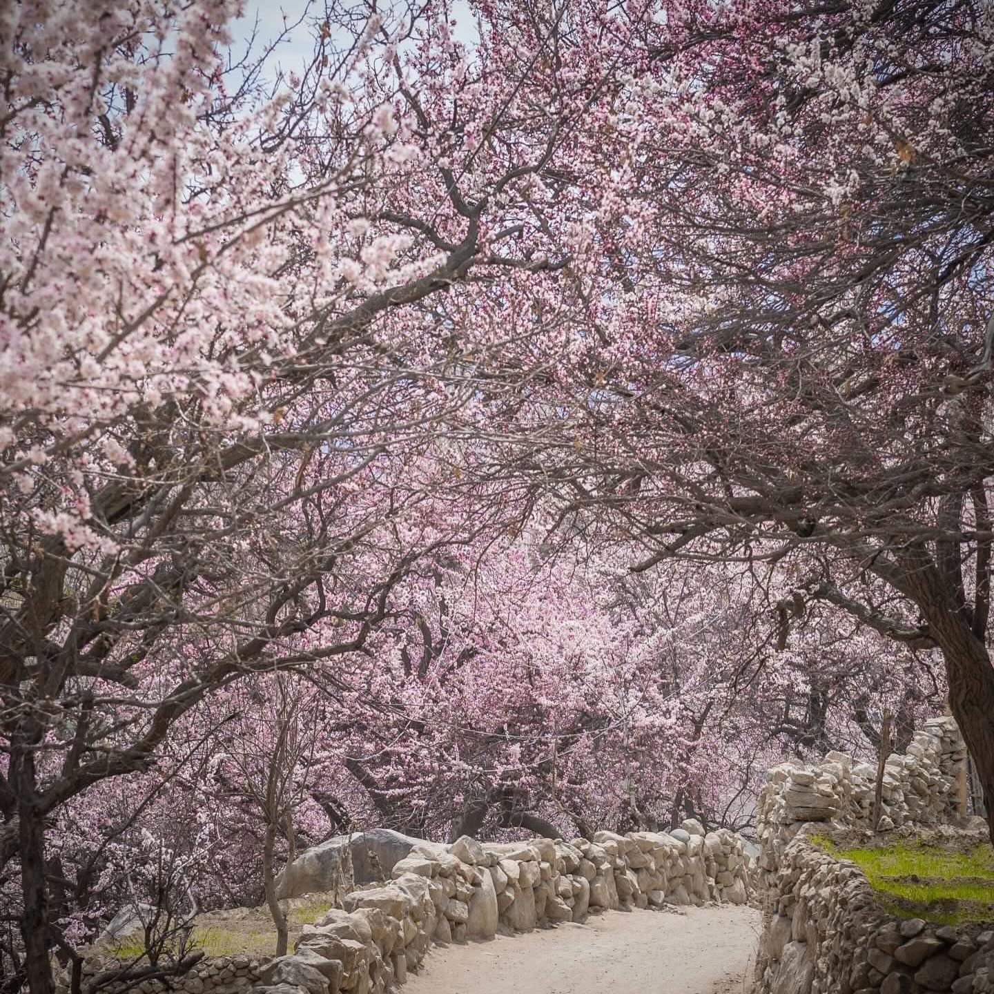 Ibex Travel & Tourism Services