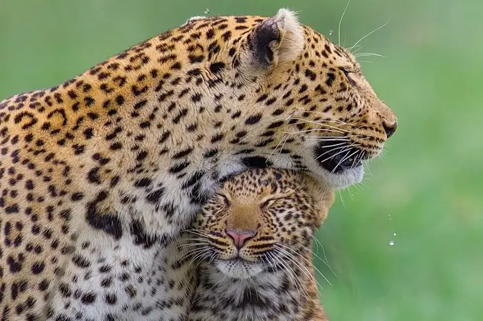 Authentic Africa Travel
