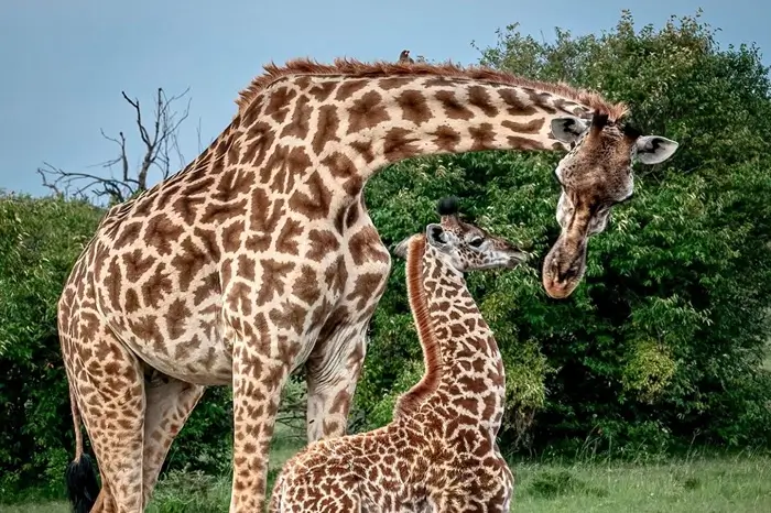 Authentic Africa Travel
