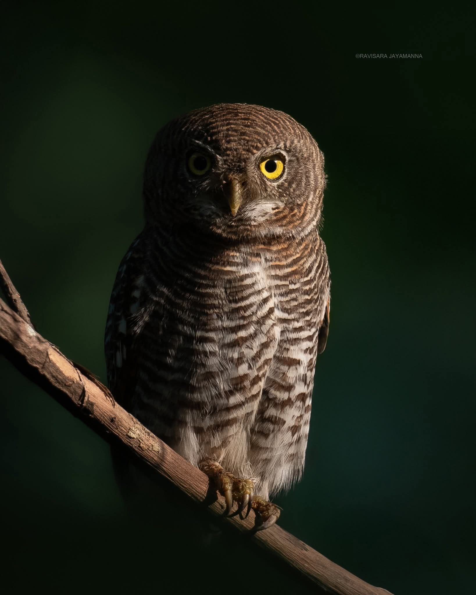 Wolley piyadasa de silva