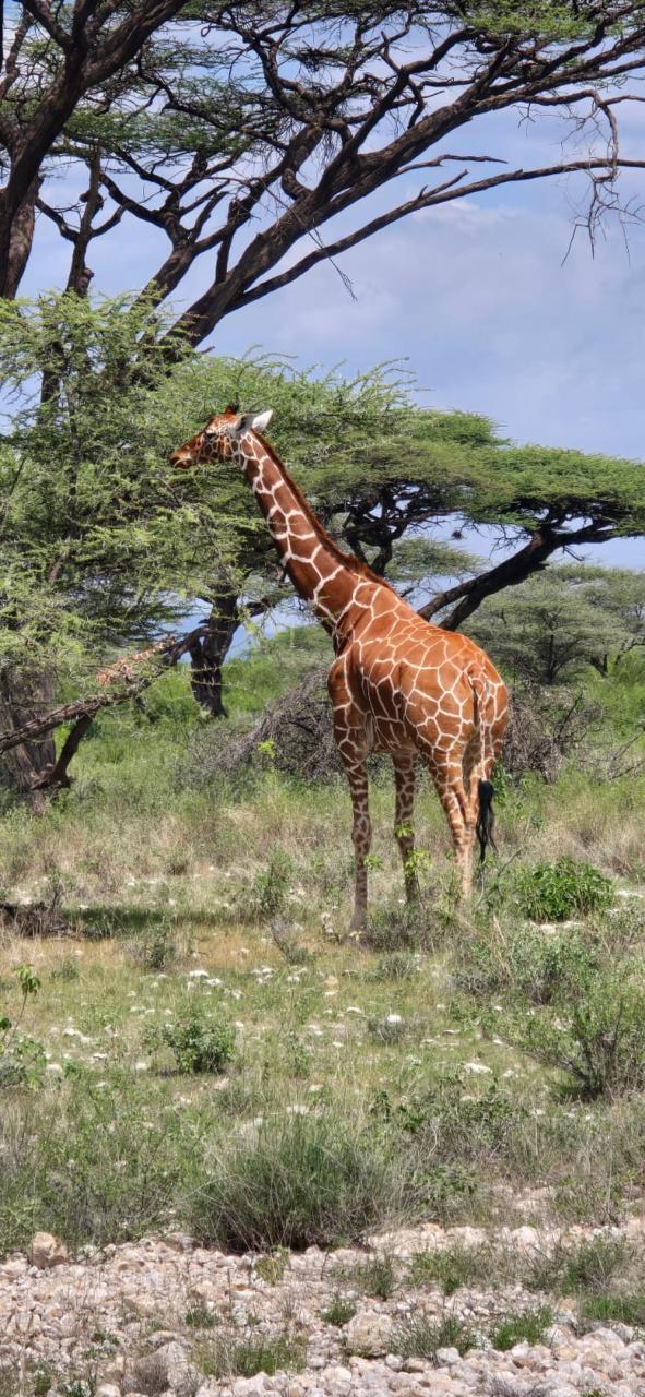 8 Days Tsavo East, Tsavo West,