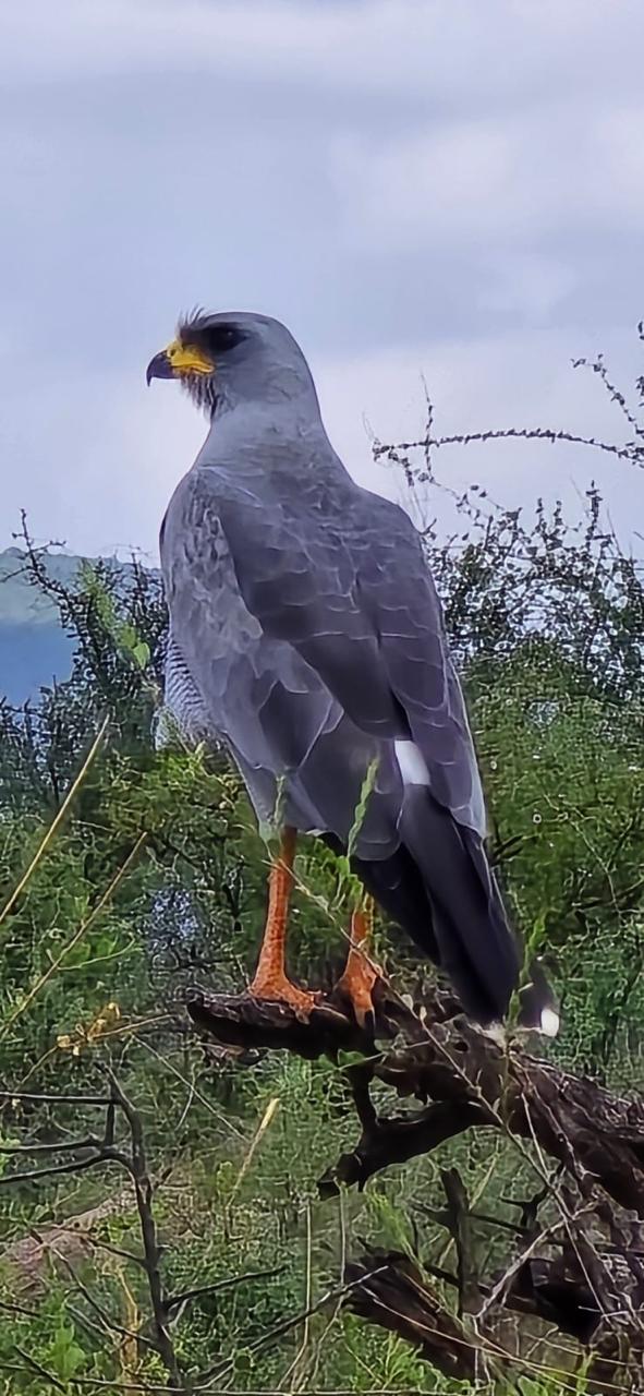 8 Days Tsavo East, Tsavo West,