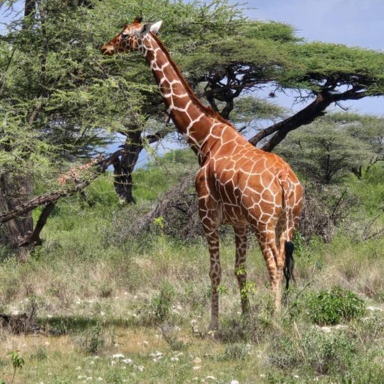 8 Days Tsavo East, Tsavo West,