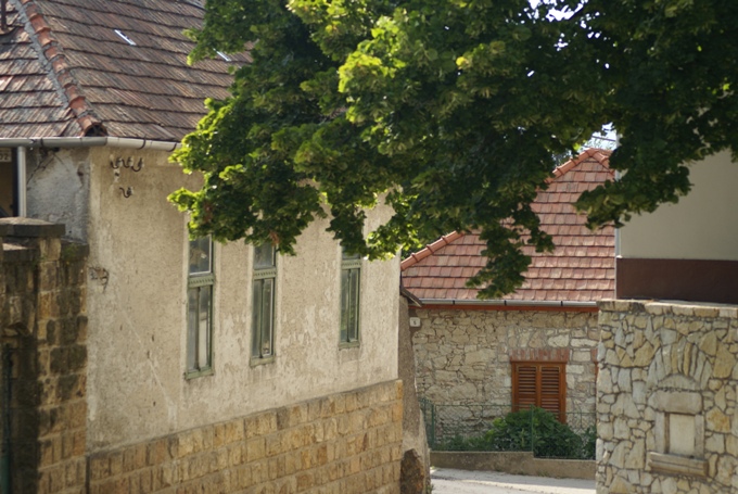 Gergely Somogyi | Tokaj Today