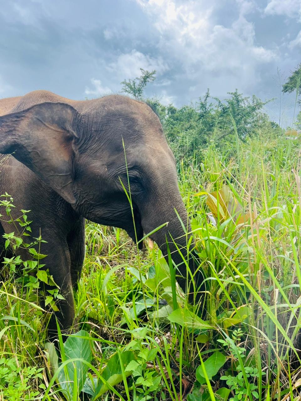 Sunshine Jeep Safari