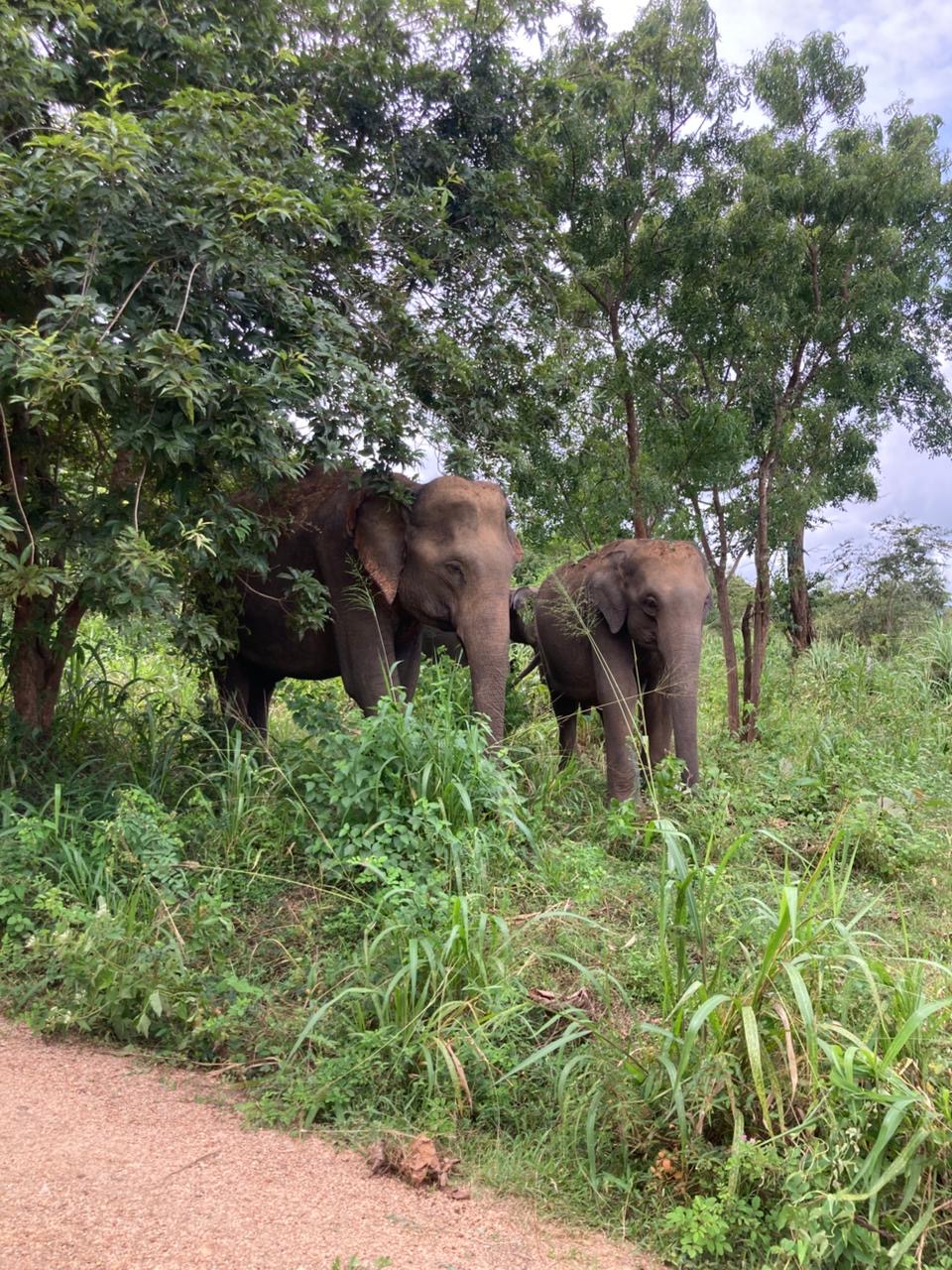 Sunshine Jeep Safari