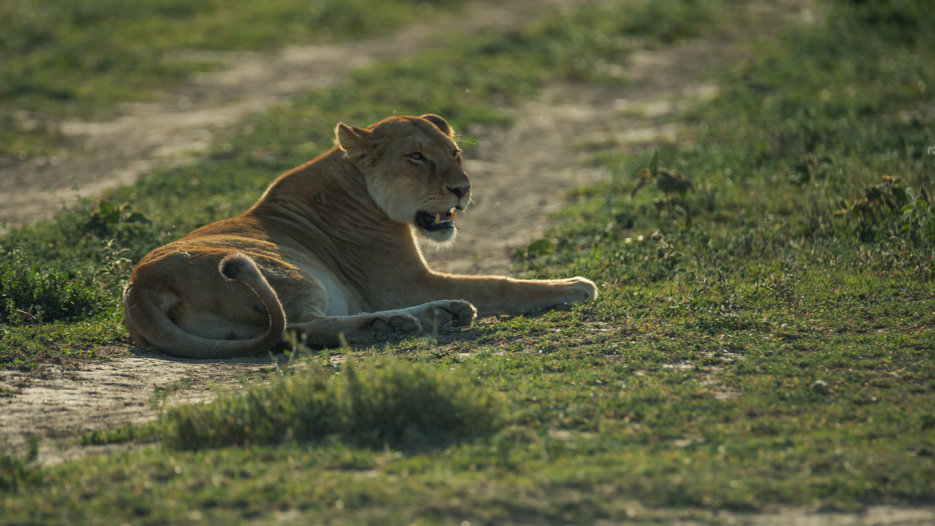 NEXT GREEN ADVENTURES