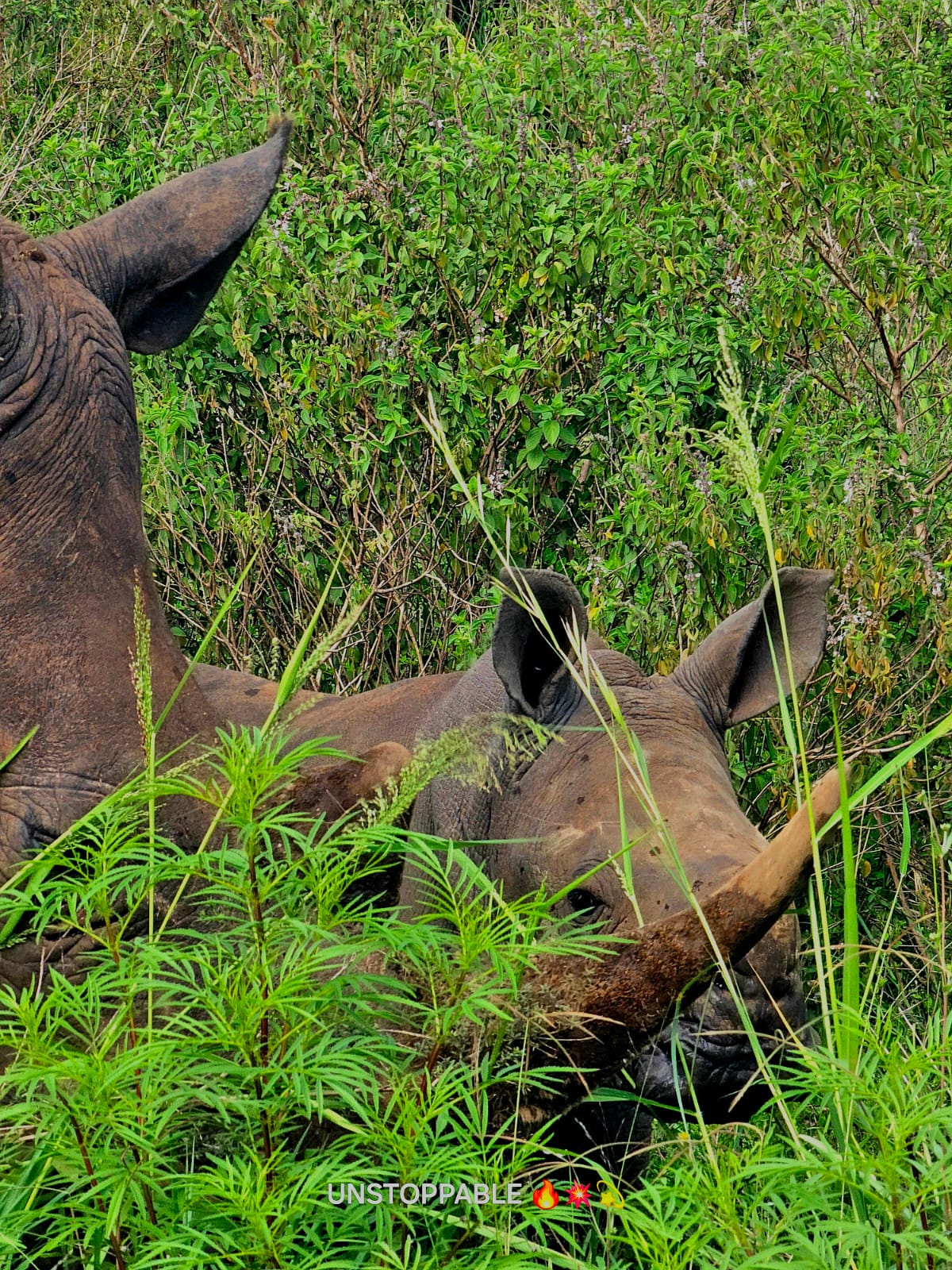 Global Cross Safaris