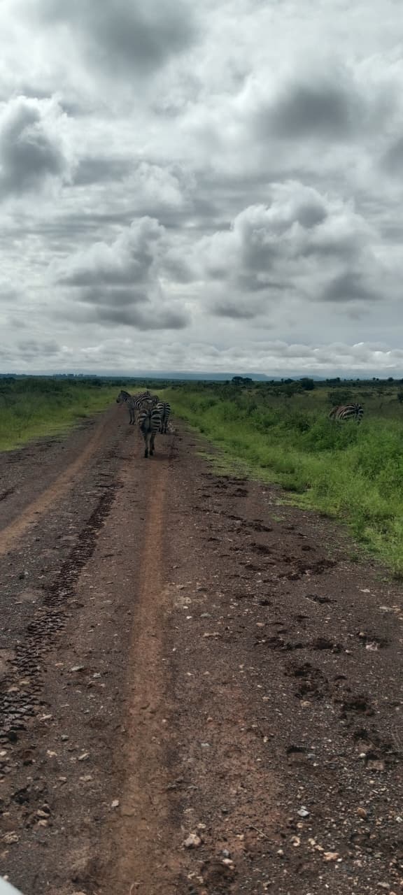 Global Cross Safaris