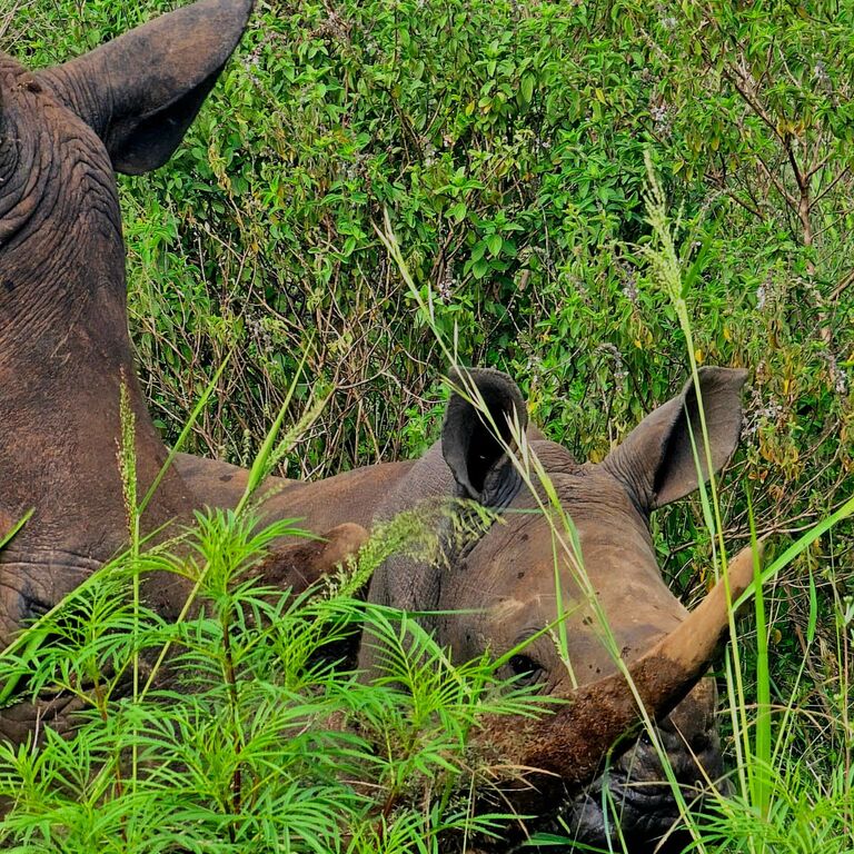 Global Cross Safaris