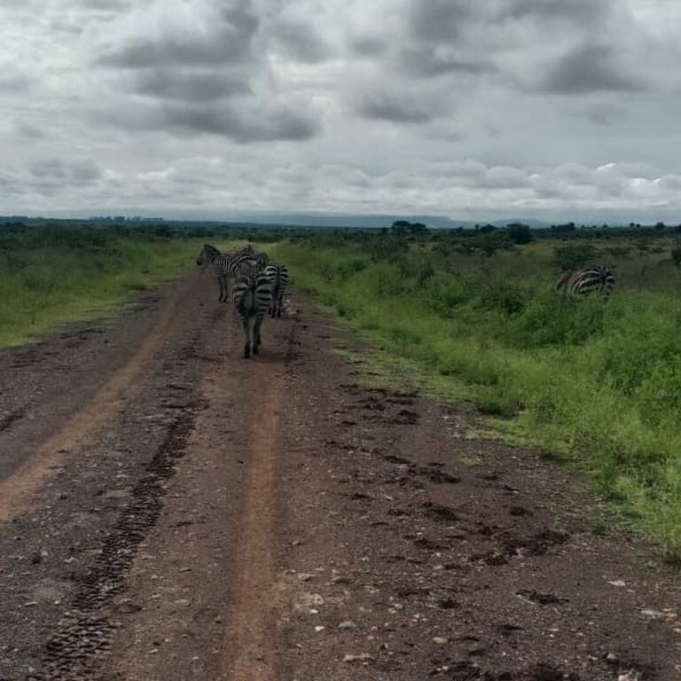 Global Cross Safaris