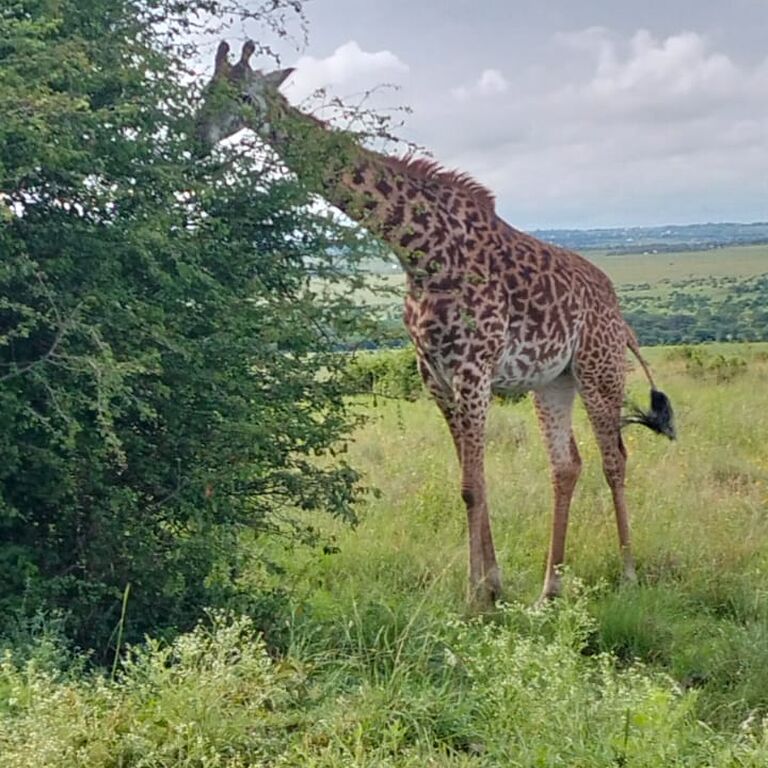 Global Cross Safaris