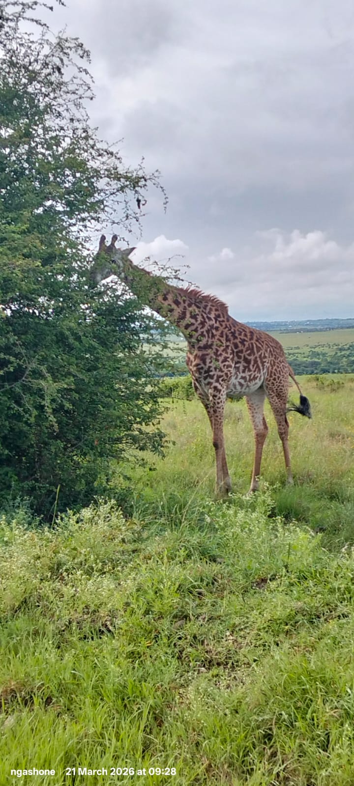 Global Cross Safaris