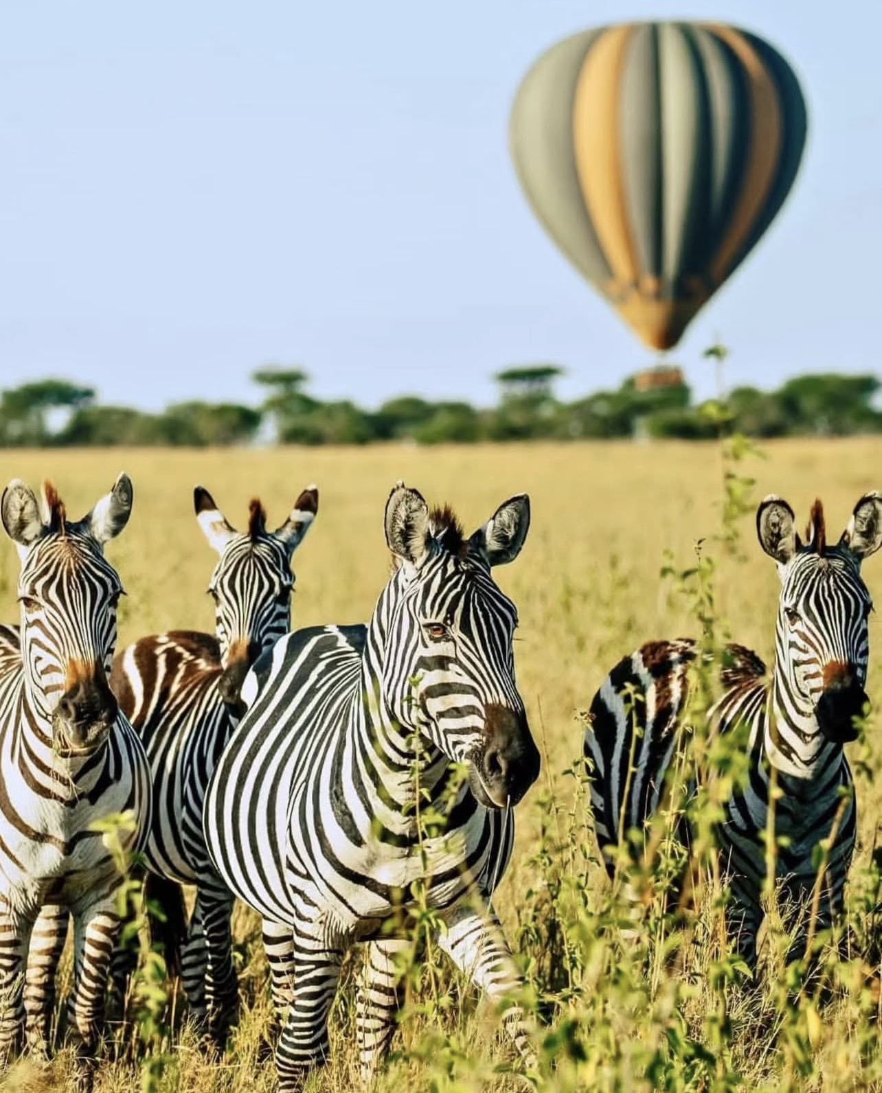 Time 4 Luxury Safaris