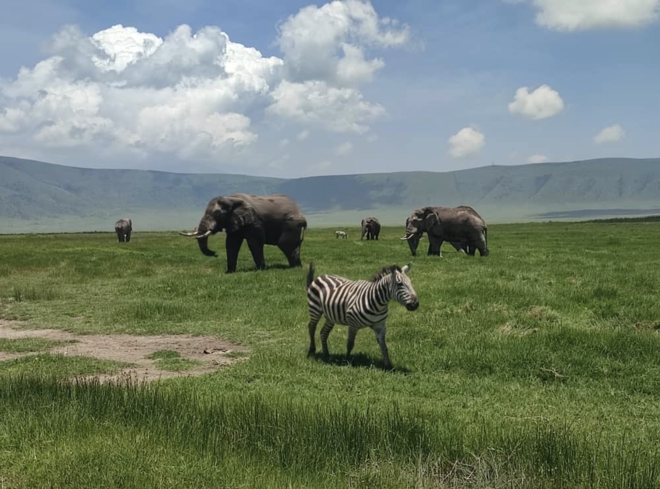 Time 4 Luxury Safaris