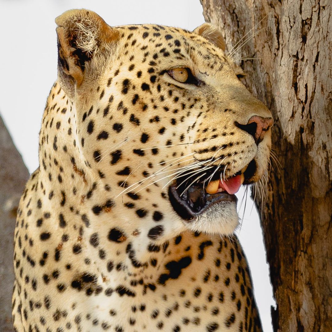 Wilderness Guides Safaris