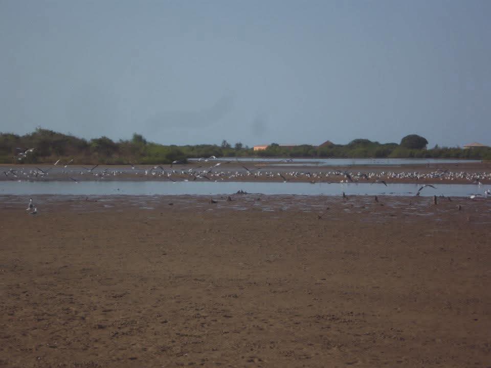 Liono Gambian Experience