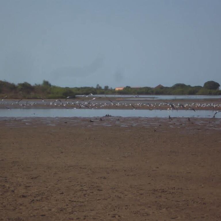 Liono Gambian Experience