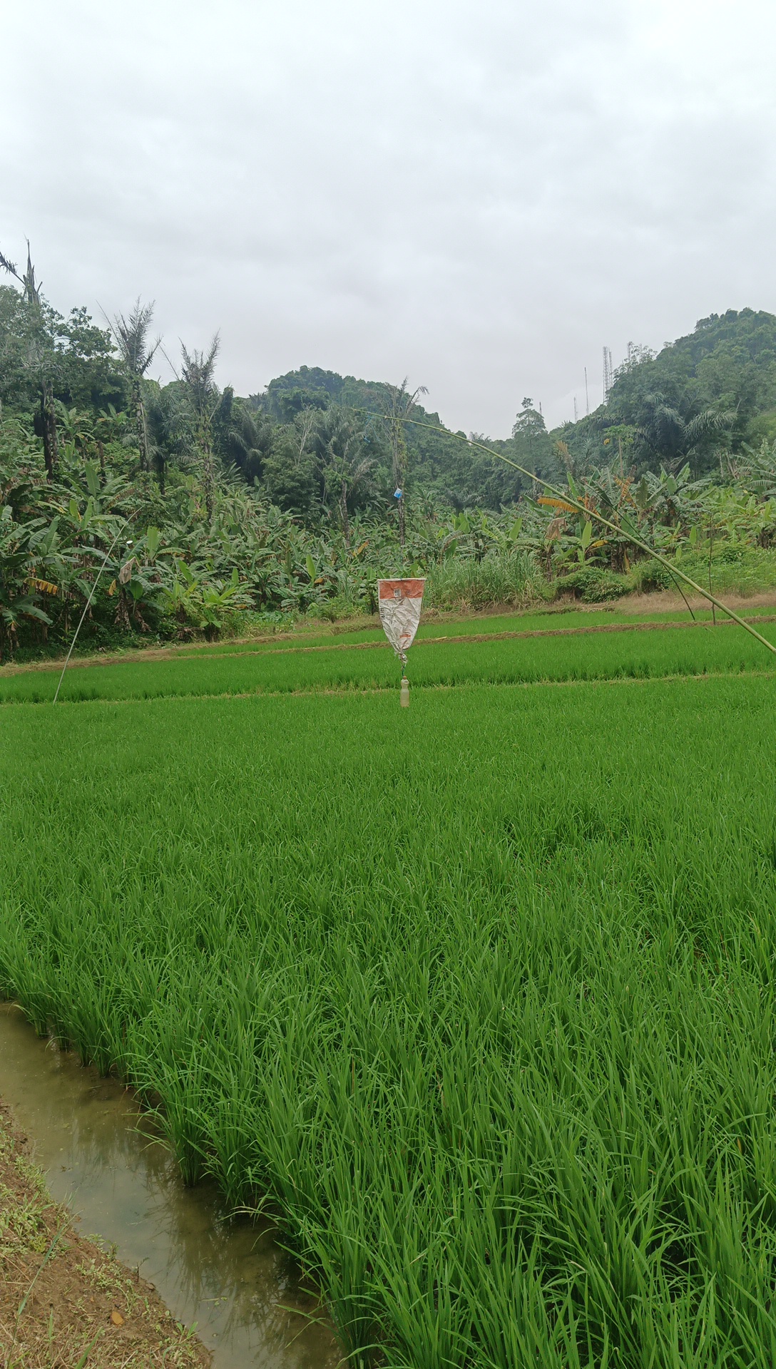 Dennisborneoindonesiatorguide