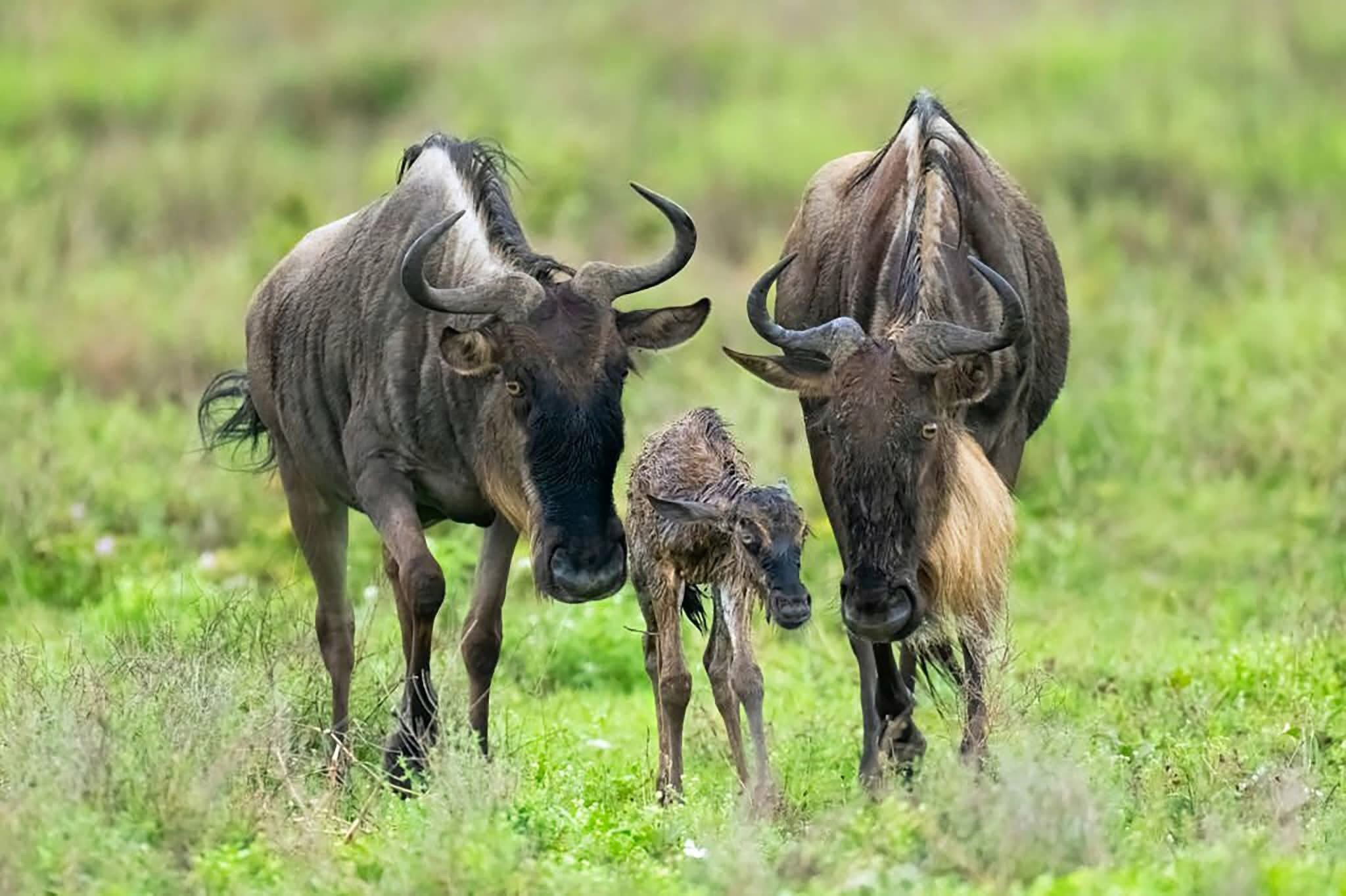 Gardenia African Safaris