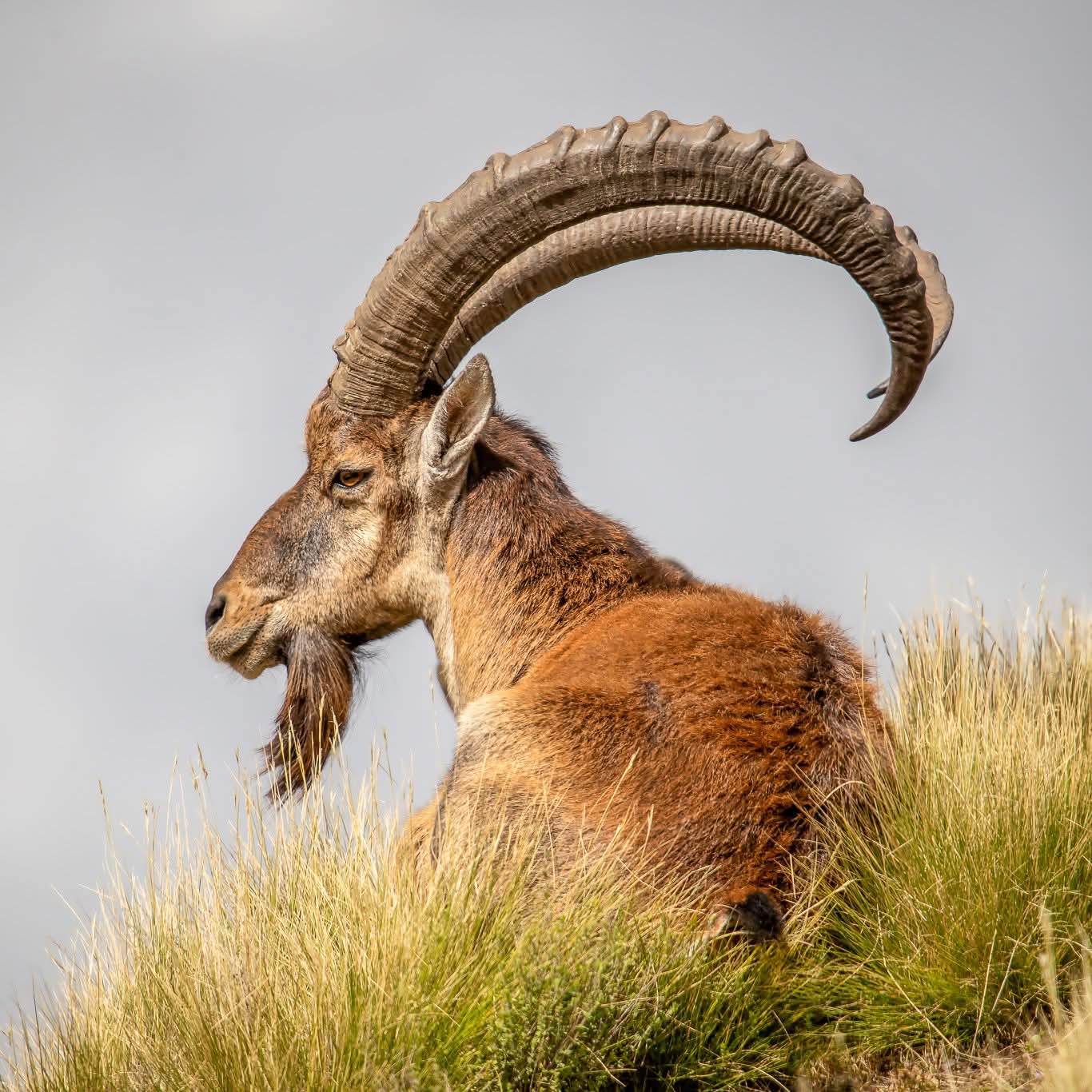 Fidel Ethiopia Expedition