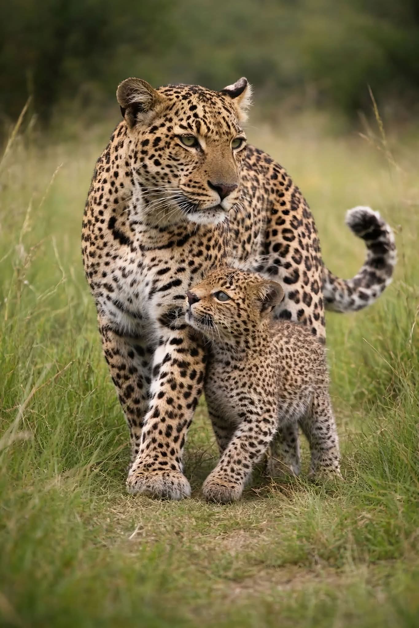 Tims Jungle Explorer Safaris