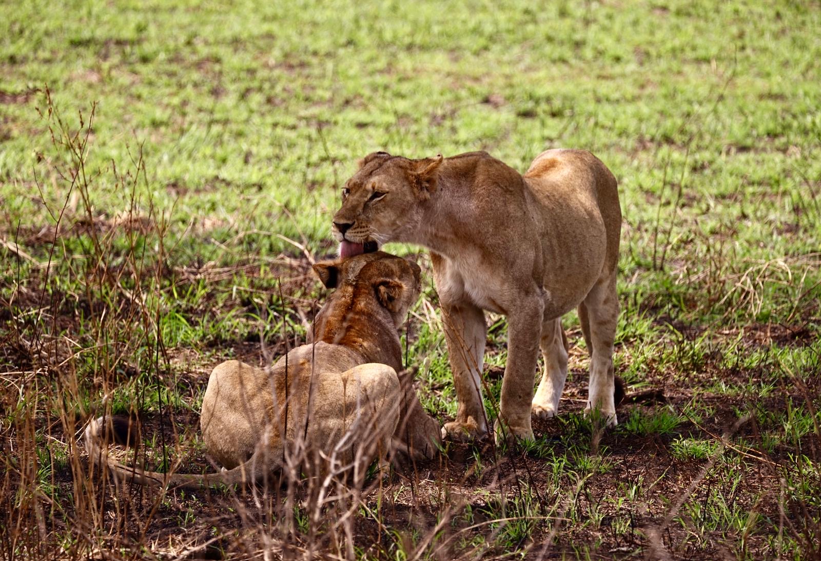 Safari parks outreach