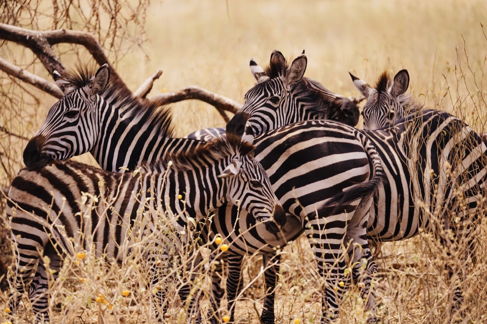 Safari parks outreach