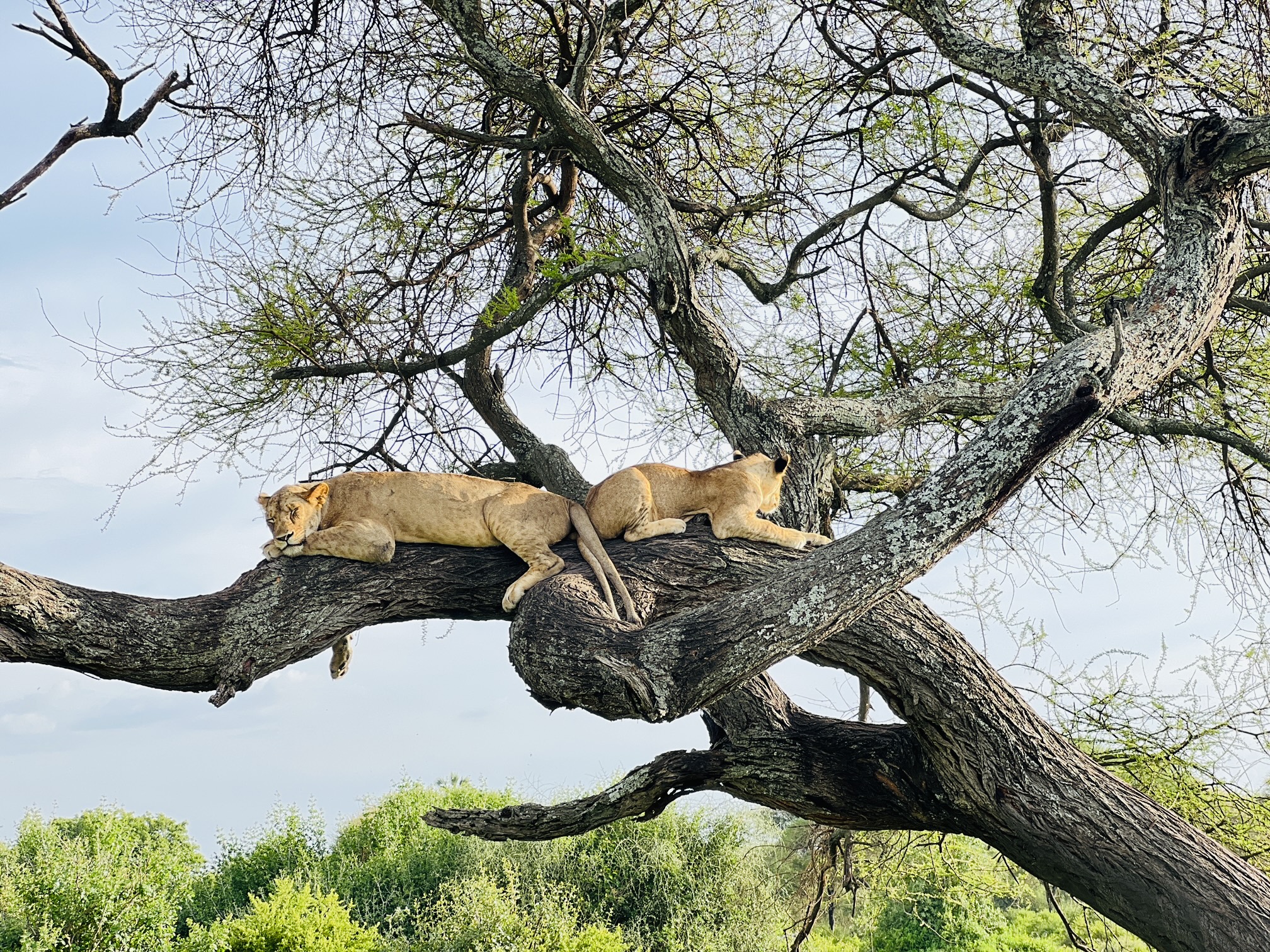 Safari parks outreach