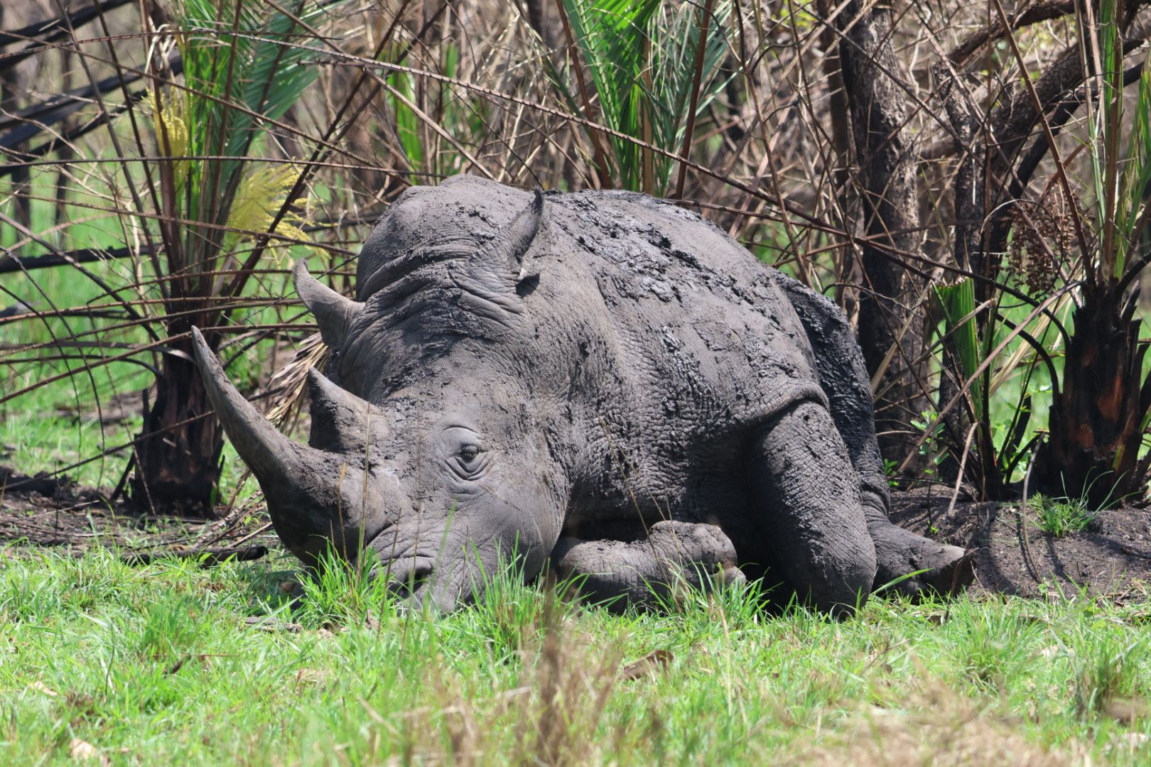 New Horizon Africa Safaris