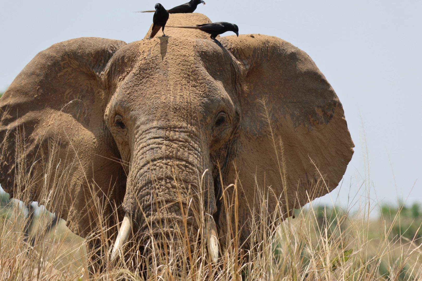 New Horizon Africa Safaris