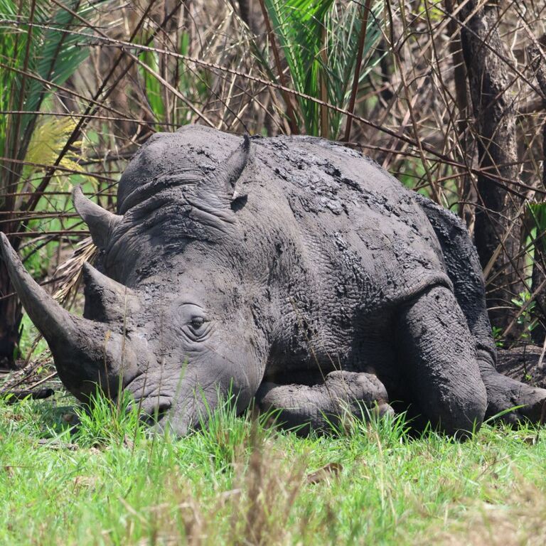 New Horizon Africa Safaris