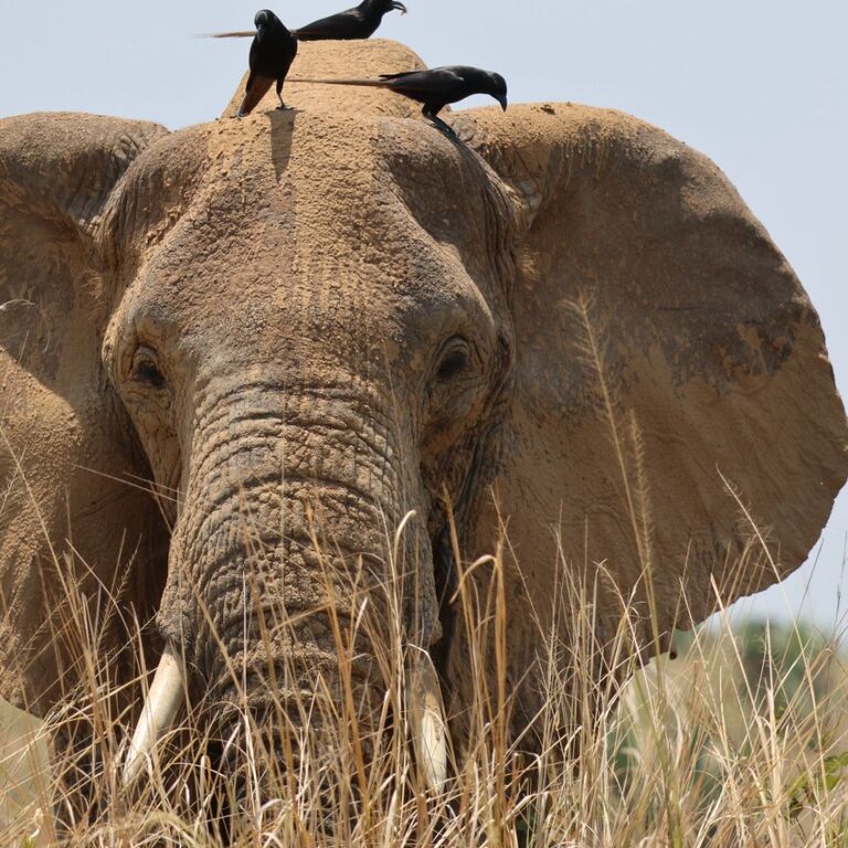 New Horizon Africa Safaris