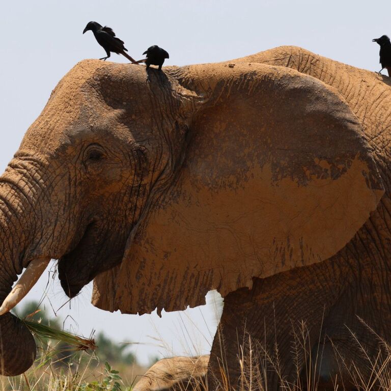 New Horizon Africa Safaris