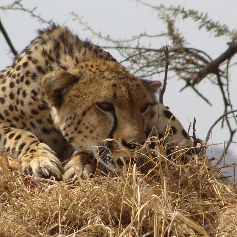 Maapeti Safari