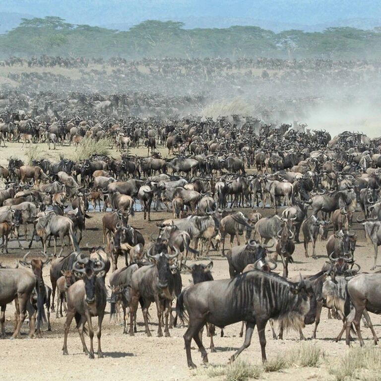 Maapeti Safari