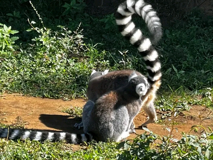 Elie jean RAKOTONIRINA