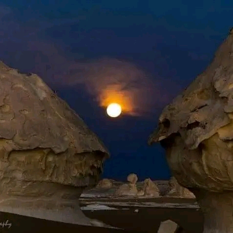 Mohamed atwa safari
