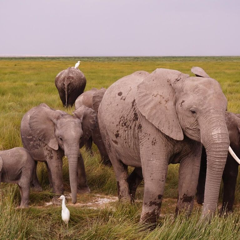 PHINE SAFARIS
