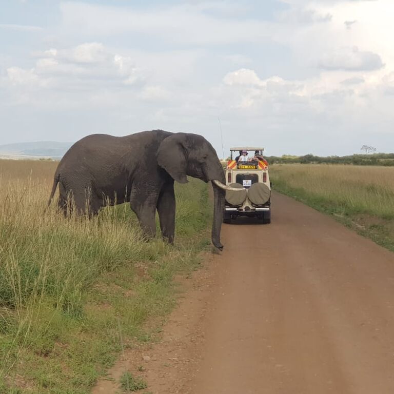 PHINE SAFARIS