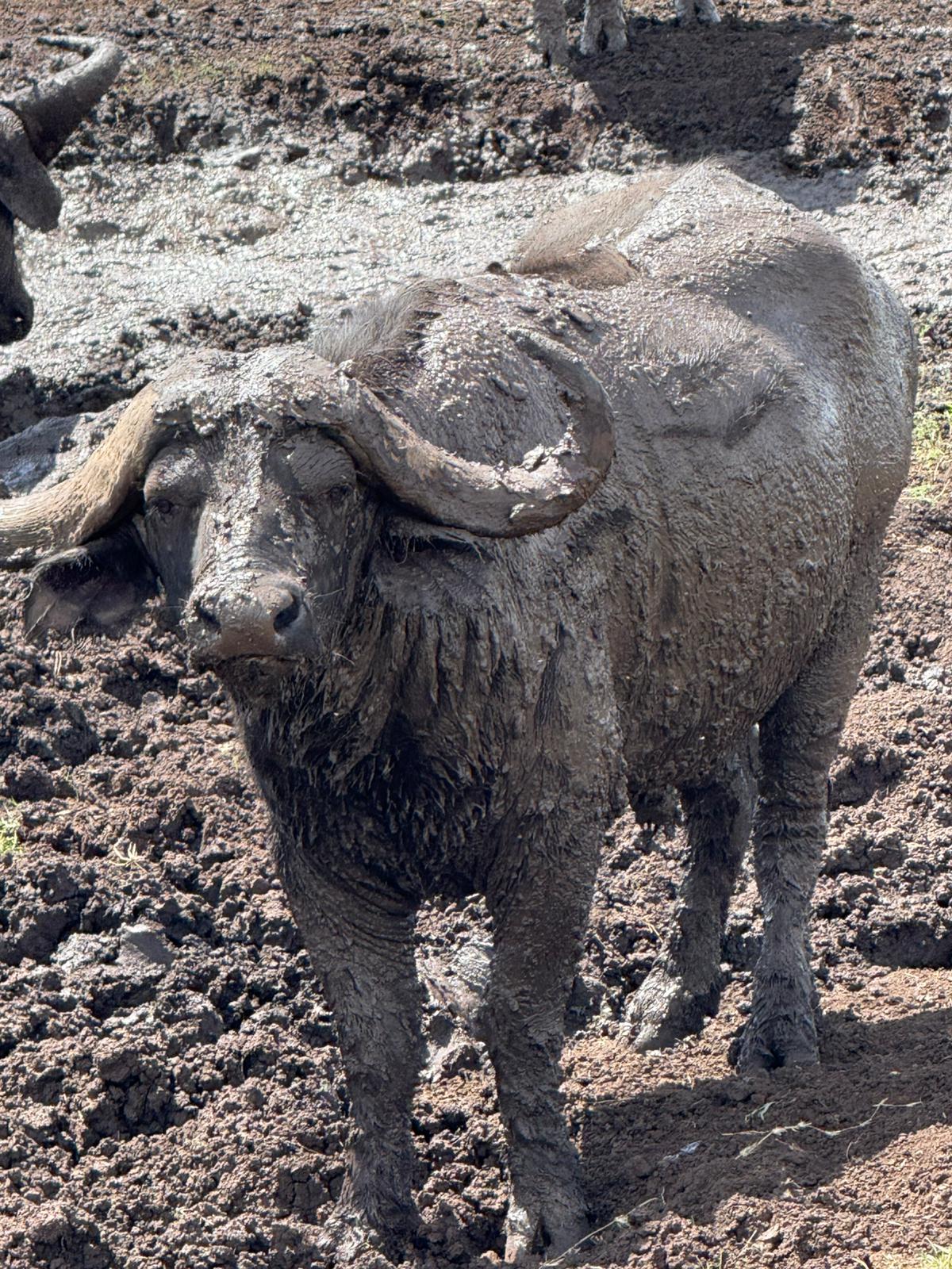 TERRE AUTHENTIC TOURS & SAFARI